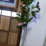 Lifelike Tropical Ficus Tree - No-Maintenance Home Decor photo review