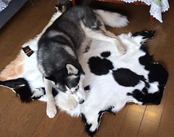 Unique Animal Pattern Leather Mat for Indoor & Outdoor Use